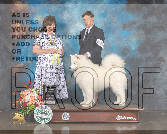 Samoyed #27 Fri BIVSweeps Judge Anita OBerg-MMJ_0402-HOUSTON21-HR3