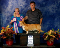 Cargian Welsh Corgi New Champion Delania McNatt Norman Nov 2013