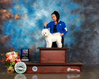 Bichon Frise #6 Fri WB Judge Sharon Newcomb