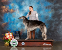 Borzoi #18 Fri WB BOW Judge Joseph Gregory