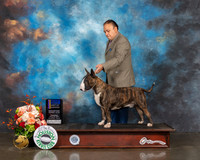 Colored Bull Terrier #5 Thurs Open BOB BOW Judge Peggy Beisel