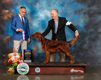 Irish Setter #6 Fri BOB BOW Judge David Haddock