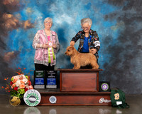 Norfolk Terrier #17 Fri BVISweeps AOM Judge Cindy Stansell