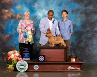 Norfolk Terrier #23 Fri BISweeps Judge Cindy Stansell