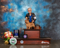 Norfolk Terrier #23 Fri RWD Judge Dennis Mccoy