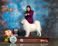 Samoyed #34 Fri BOS Judge Sherry Webster