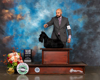 Scottish Terrier #24 Fri BOB BISpecialty Judge Steve Keating