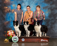 Border Collie x3 Fri CUSTOM