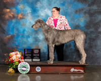 Irish Wolfhound #6 Fri WB BOW BOB R