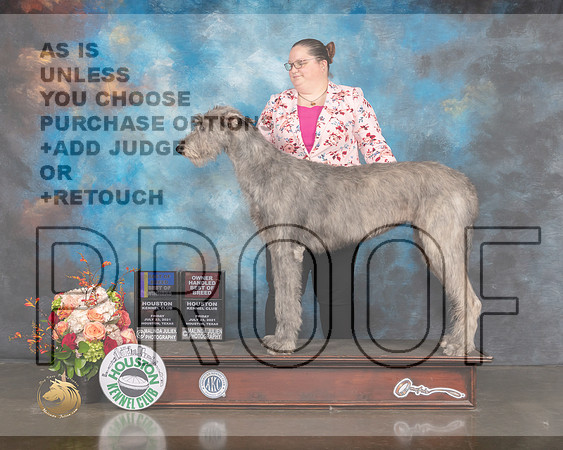 Irish Wolfhound #6 Fri WB BOW BOB R-MMJ_0543-HOUSTON21-HR3