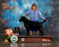 Labrador #31 Fri BOW Judge Steve Keating