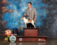 Rat Terrier #6 Fri BOB BOW WB Judge Steve Keating