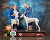 Saluki #21 Fri BOSSweeps Judge Jan Flaningan