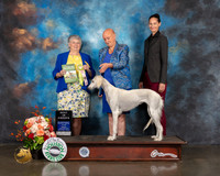 Saluki #24 Fri BISweeps Judge Jan Flaningan