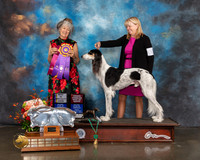 Saluki #33 Fri BOB BOH Judge Lesley Brabyn