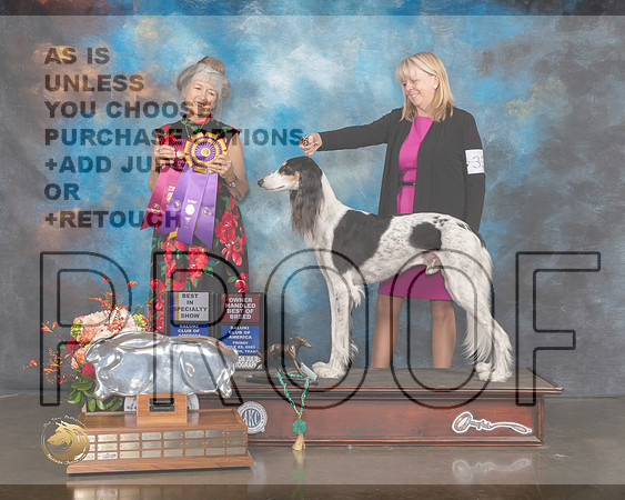 Saluki #33 Fri BOB BOH Judge Lesley Brabyn-MMJ_0540-HOUSTON21-HR3