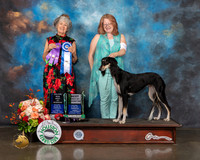 Saluki #36 Fri BBE BOW Major Judge Lesley Brabyn