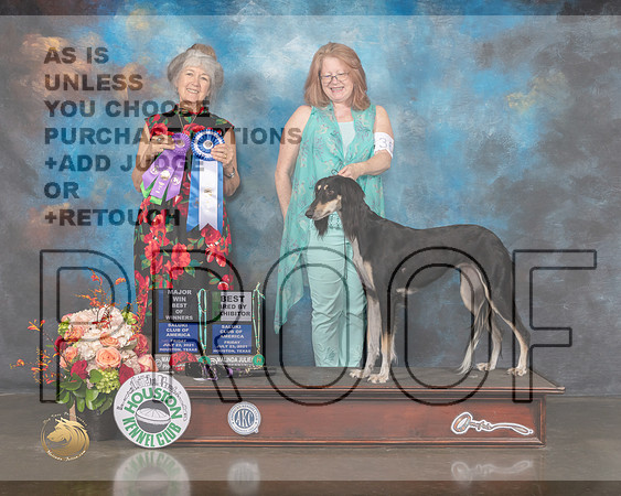 Saluki #36 Fri BBE BOW Major Judge Lesley Brabyn-MMJ_0491-HOUSTON21-HR3