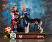 Saluki #37 Fri RWD Judge Lesley Brabyn