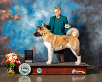 Akita #9 Fri WD Major Judge Sherry Webster
