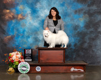 American Eskimo #14 Fri BOS Judge Sharon Newcomb