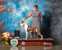 American Staffordshire Terrier #14 Fri BOW Major Judge Randy Garren