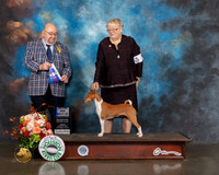 Basenji #6 Fri BOW Major Judge Raymond Filburn