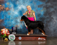 Bernese Mountain Dog #6 Fri WB Judge Sherry Webster