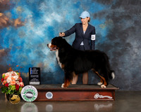 Bernese Mountain Dog #7 Fri BOW NCH Judge Sherry Newcomb