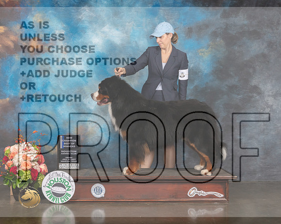 Bernese Mountain Dog #7 Fri BOW NCH Judge Sherry Newcomb-MMJ_0630-HOUSTON21-HR3