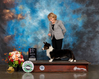 Cardigan Welsh Corgi #10 Fri NCH BOS Major Judge Linda Scanlon