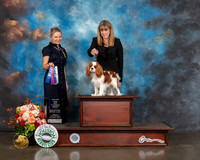 Cavalier King Charles Spaniel #18 Fri BOW WB Major Judge Evalyn Gregory