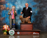 Lhasa Apso #12 Fri WB Judge Sharom Newcomb
