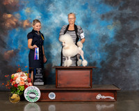 Miniature Poodle #18 Fri WB Judge Evalyn Gregory