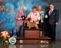 Norfolk Terrier #11 Fri WD Judge Dennis Mccoy