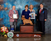 Norfolk Terrier #15 Fri BISS Judge Dennis Mccoy