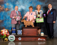 Norfolk Terrier #16 Fri BOS BOW WB Major Judge Dennis Mccoy