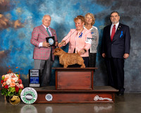 Norfolk Terrier #9 Fri SD Judge Dennis Mccoy
