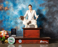Petits Bassets Griffons Vendeens #9 Fri WB Major Judge Rosalind Kramer