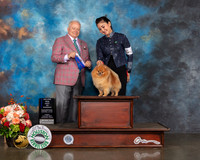 Pomeranian #27 Fri BOW Major Judge Dennis Mccoy