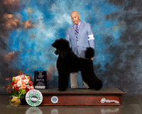 Standard Poodle #20 Fri WB BOW Judge Evalyn Gregory