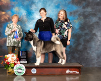Akita #8 Fri BOW Judge Sherry Webster