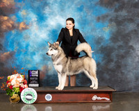 Alaskan Malamute #24 Fri WB Judge Sherry Webster