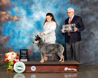 Australian Cattle Dog #15 Fri G3 Judge Peggy Beisel McIllwane