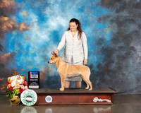Australian Cattle Dog #8 Fri BOW Judge Peggy Beisel McIlwane