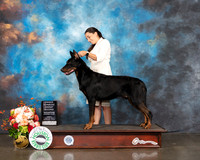 Beauceron #5 Fri OHG2 Judge Sharon Newcomb