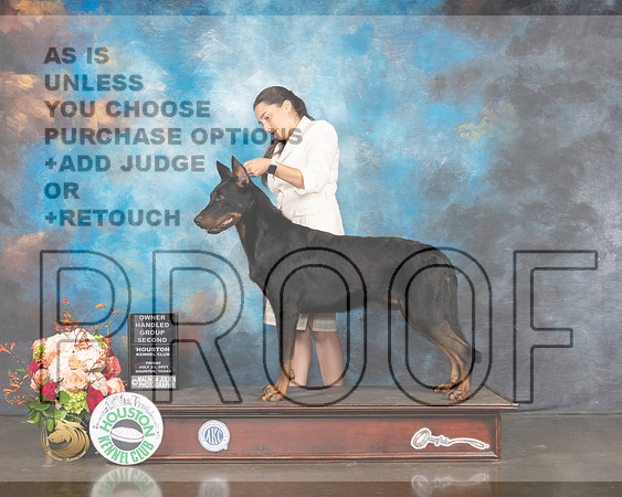 Beauceron #5 Fri OHG2 Judge Sharon Newcomb-MMJ_0925-HOUSTON21-HR3