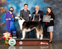 Borzoi #6 Fri G1 Judge Linda Scanlon