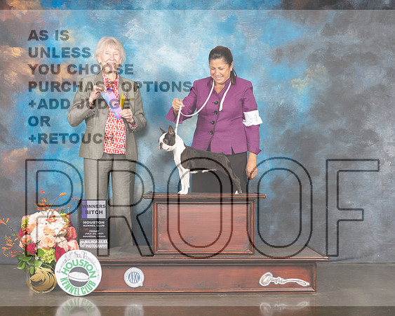 Boston Terrier #12 Fri WB Jduge Sharon Newcomb-MMJ_0964-HOUSTON21-HR3