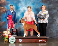 Boxer #38 Fri G2 Judge David Haddock